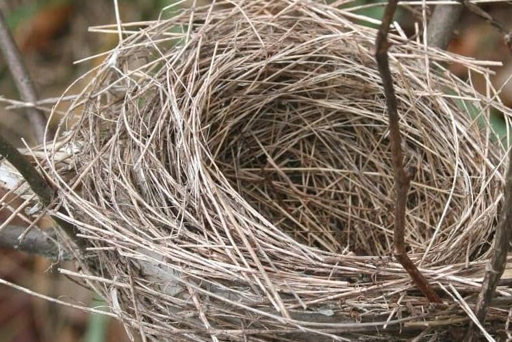 empty nest
