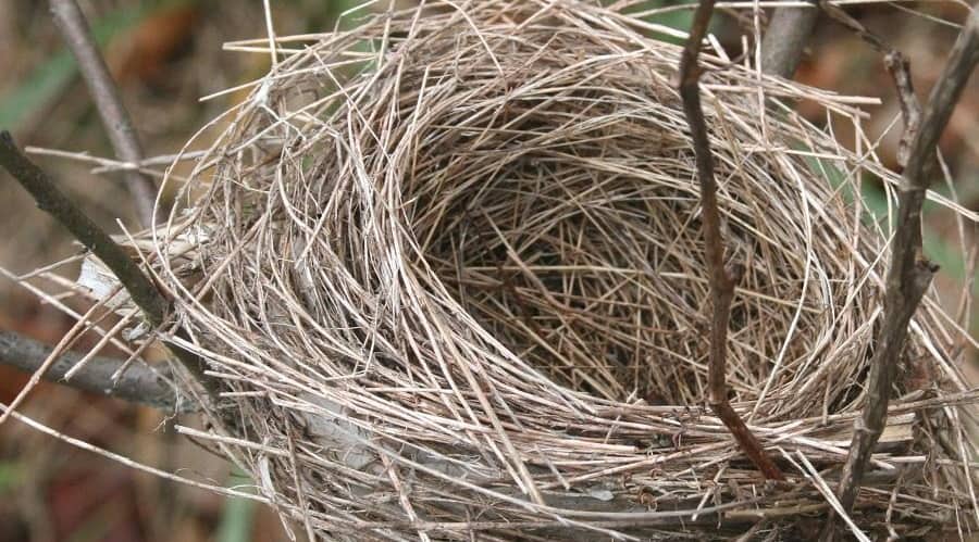 empty nest
